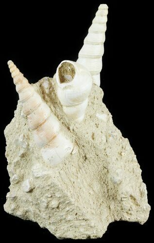 Fossil Gastropod (Haustator) Cluster - Damery, France #62520